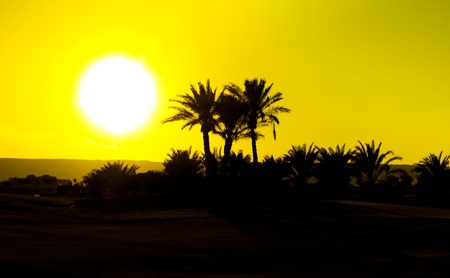 Sunset and Palms 
