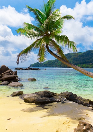 Sea Coconut Horizon 