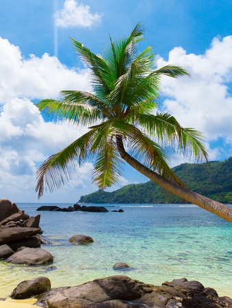  Sea Palms の写真素材