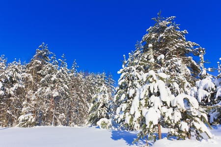 Winter trees in the mountains の写真素材