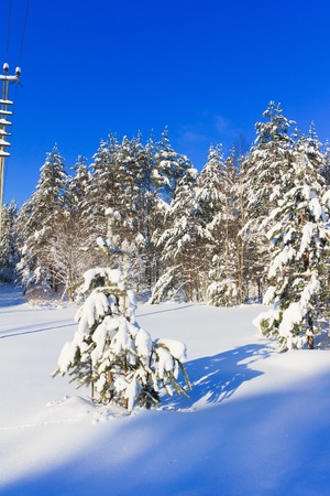 Pretty wintry scene の写真素材