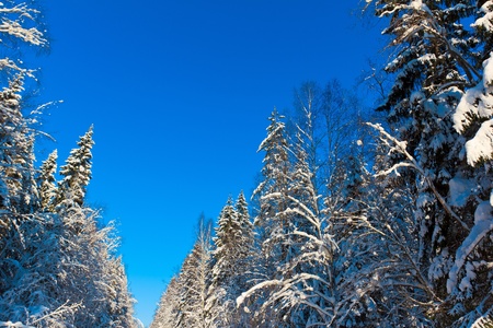 Jolly Winter and Sparkling Snowy Trees の写真素材