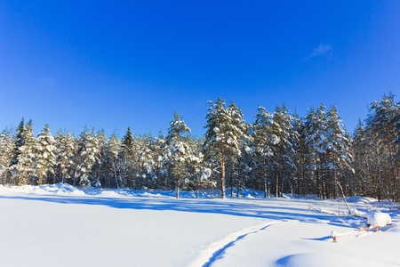 Jolly Winter and Sparkling Snowy Trees の写真素材