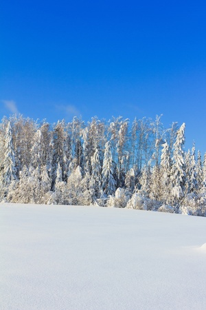 Bright Winter Landscape with a lot of Snow の写真素材