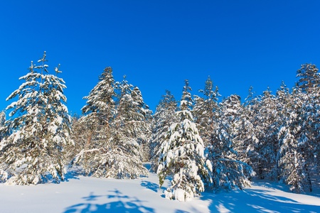 Jolly Sunny Winter の写真素材