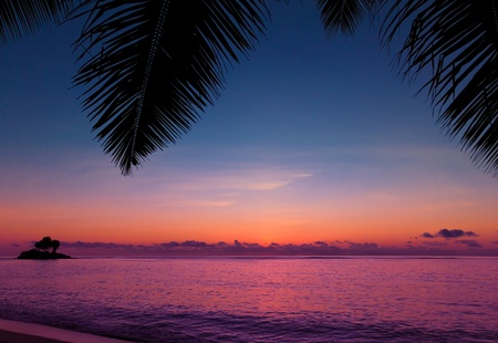 Coast Jungle Palms の写真素材