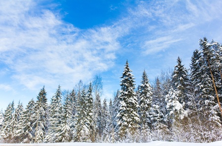 Bright Winter Landscape with a lot of Snow の写真素材