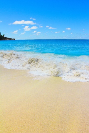 Sea Dream Palms の写真素材