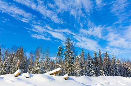 Snow Covered Trees の写真素材