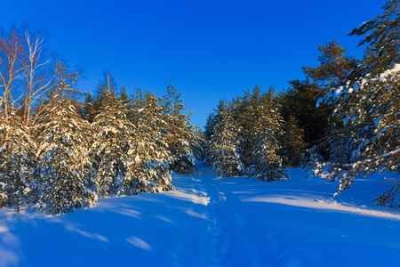 Total Russian Winter の写真素材