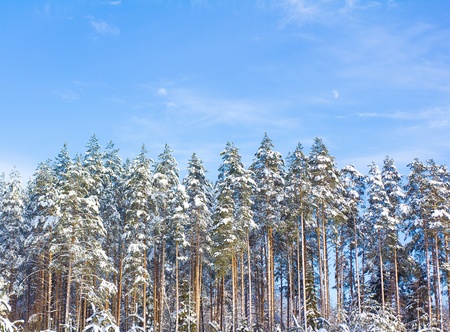 Snow Covered Trees の写真素材