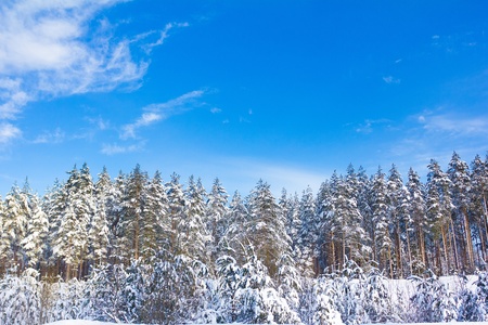 Beautiful Winter Landscape with snow covered trees の写真素材