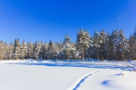 Midwinter Fairytale の写真素材