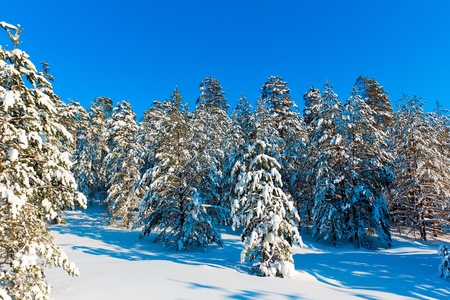Forest is Calling の写真素材