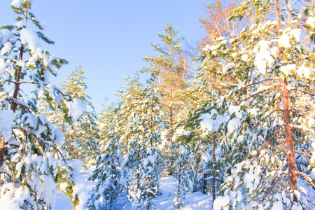 Sparkling Sunny Winter の写真素材