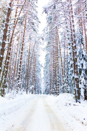 Forever Winter! の写真素材