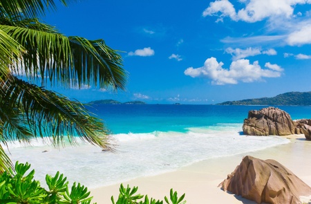 Panorama Summertime Palms の写真素材