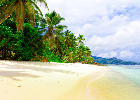 Panorama Shore Jungleの写真素材