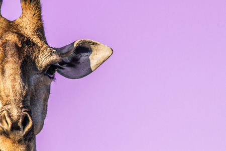 Giraffe Faceの写真素材
