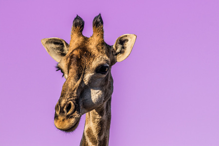 Giraffe In Lilac Skyの写真素材