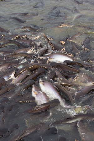 Striped catfish crowdの写真素材