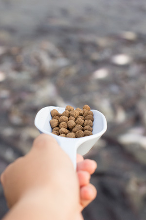 Feeding fishesの写真素材