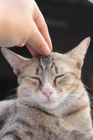 pat cat headの写真素材