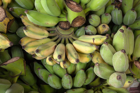 Green and yellow Bananas in Bangkok,Thailandの写真素材