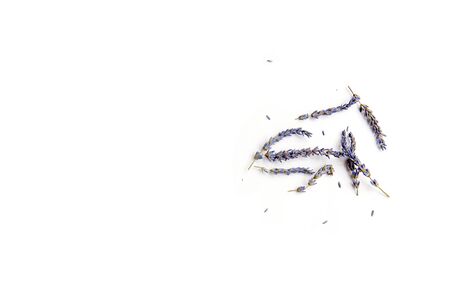 Lavender flowers in closeupの写真素材