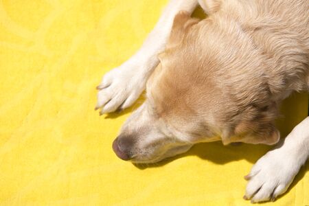 dog in the sun. the dog is tanning. Summer.の写真素材