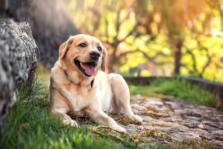 Yellow beautiful labrador retriever lies on a track in a park.の写真素材