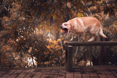 Yellow Labrador retriever in park with green tennis ballの写真素材