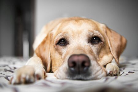Portrait beautiful yellow labrador retriever. Labrador at home. Labrador on the bed.の写真素材