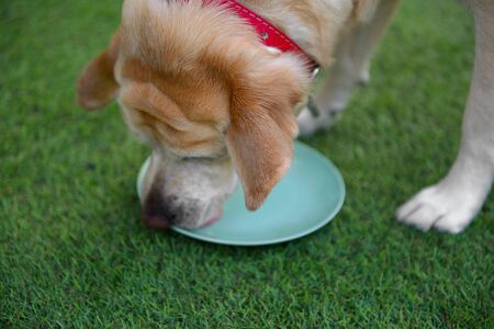 Birthday in dogs. Dog's birthday party. Cake for the dog with meat in garden.