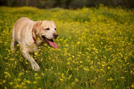 Portrait of labrador running forward in camera direction on a field in the summer park, looking at...