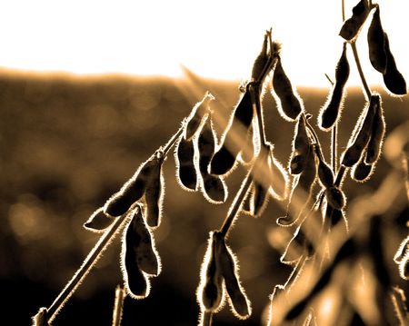 Back light soybean field                            の写真素材