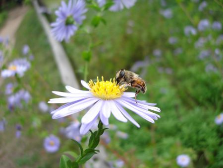 Bee on a violet flower
