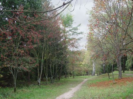 alley in the park in autumnの写真素材