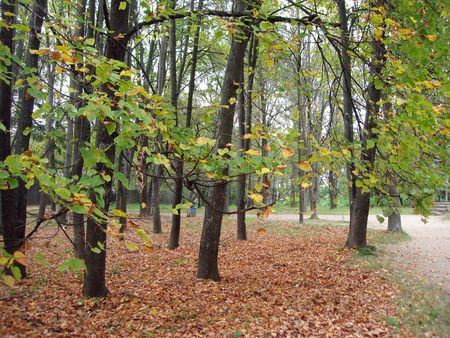 yellow leaves on the ground in a parkの写真素材