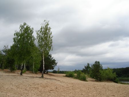 trees on a beach and clouds on a skyの写真素材