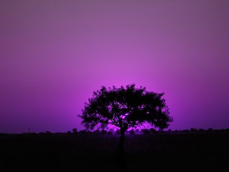 lonely tree on a field in the eveningの写真素材