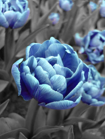 abstract picture of blue tulip on field の写真素材