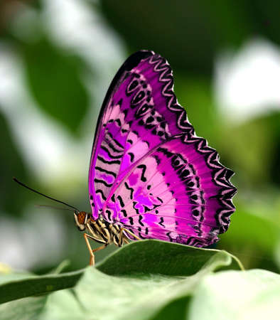 pink butterfly on leaf の写真素材