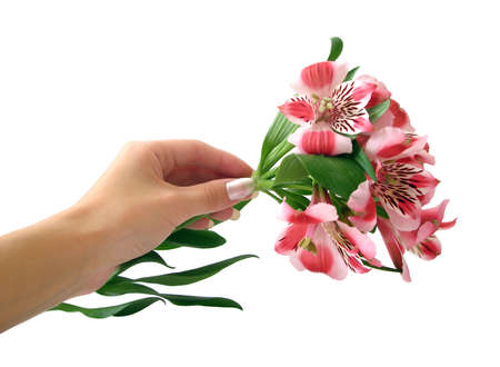 pink flowers on hand over white background の写真素材