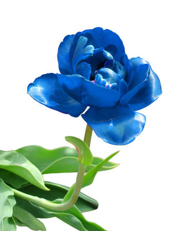 blue flower isolated on white background の写真素材