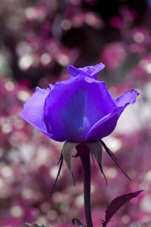 violet rose on pink background, macro の写真素材