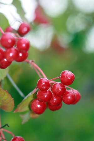 Bunch of red wild ash berry の写真素材