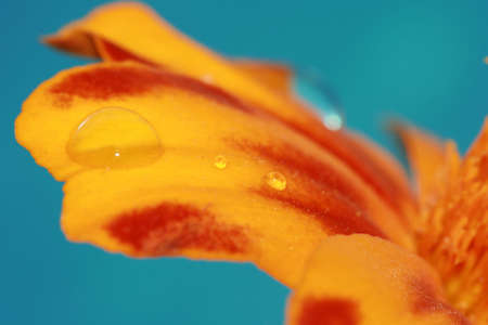 close-up petals of orange flower with water drop, macro の写真素材