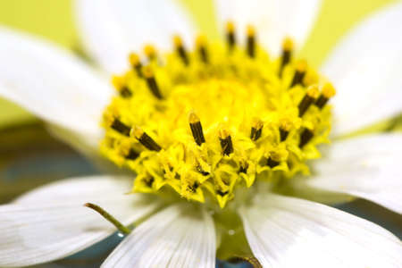 close-up of white chamomile, macro の写真素材