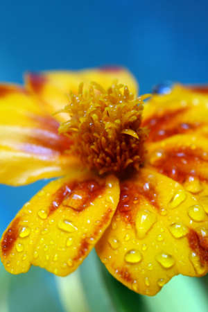 close-up petals of yellow flower with water drop, macro の写真素材